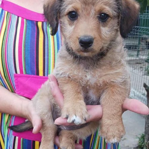 #BE2513606 - Mana, chien croisé à adopter – AnimalWeb Belgique #BE2513606 - Mana, chien croisé à adopter – AnimalWeb Belgique