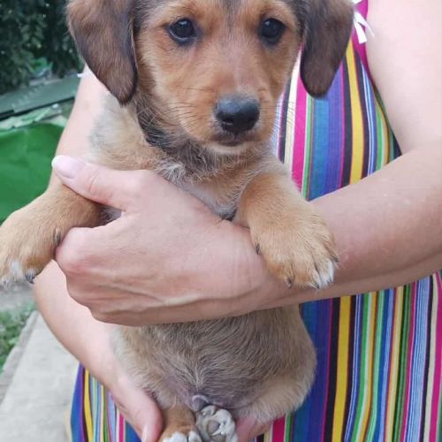 #BE2513608 - Nani, chien croisé à adopter – AnimalWeb Belgique #BE2513608 - Nani, chien croisé à adopter – AnimalWeb Belgique