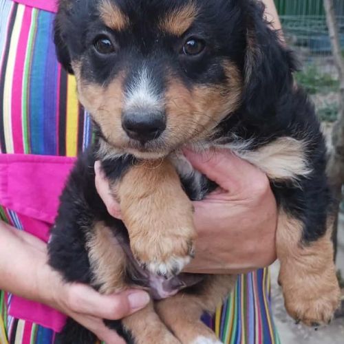 #BE2513609 - Pono, chien croisé à adopter – AnimalWeb Belgique #BE2513609 - Pono, chien croisé à adopter – AnimalWeb Belgique