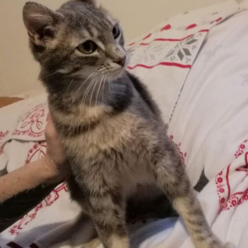 #BE2513610 - Juliette, chat à adopter - Flemalle - AnimalWeb Belgique #BE2513610 - Juliette, chat à adopter - Flemalle - AnimalWeb Belgique