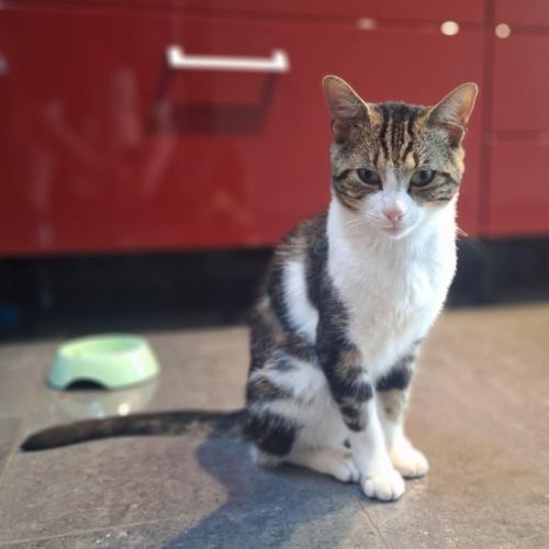#BE2513611 - Roger, chat à adopter - Flemalle - AnimalWeb Belgique #BE2513611 - Roger, chat à adopter - Flemalle - AnimalWeb Belgique