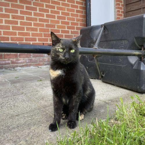#BE2513613 - Luna, chat perdu à Merbes-le-Château - AnimalWeb Belgique #BE2513613 - Luna, chat perdu à Merbes-le-Château - AnimalWeb Belgique