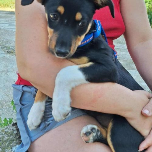 #BE2513615 - Paga, chien croisé à adopter – AnimalWeb Belgique #BE2513615 - Paga, chien croisé à adopter – AnimalWeb Belgique