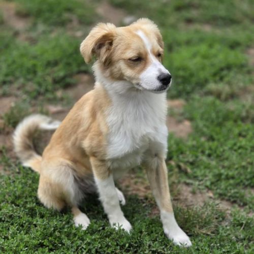 #BE2513618 - Solana, chien croisé à adopter – AnimalWeb Belgique #BE2513618 - Solana, chien croisé à adopter – AnimalWeb Belgique