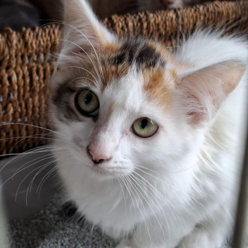 #BE2513621 - Louna, chat à adopter à Maurage - AnimalWeb Belgique #BE2513621 - Louna, chat à adopter à Maurage - AnimalWeb Belgique