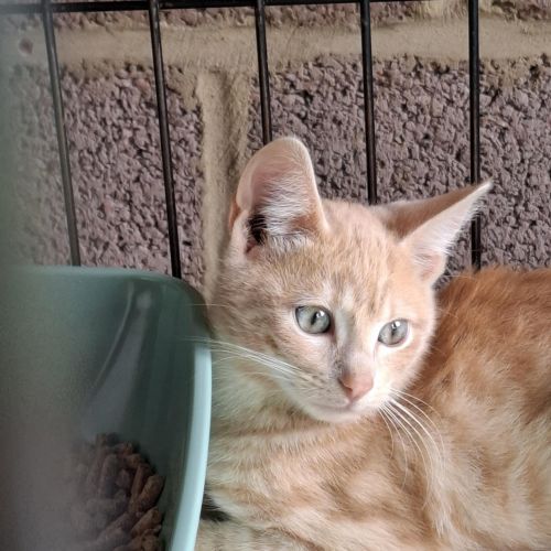 #BE2513622 - Erneste, chat à adopter à Maurage - AnimalWeb Belgique #BE2513622 - Erneste, chat à adopter à Maurage - AnimalWeb Belgique