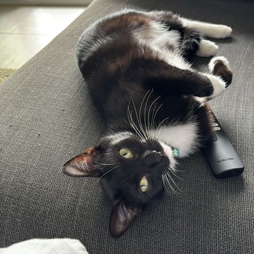 #BE2513629 - Mulan, chat perdu à Nivelles - AnimalWeb Belgique #BE2513629 - Mulan, chat perdu à Nivelles - AnimalWeb Belgique