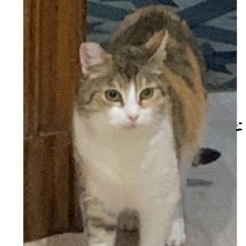 #BE2513632 - Arlequine, chat perdu à Namur - AnimalWeb Belgique #BE2513632 - Arlequine, chat perdu à Namur - AnimalWeb Belgique