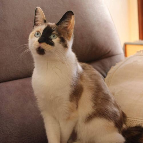 #BE2513633 - Pantoufle, chat perdu à Haut-Ittre - AnimalWeb Belgique #BE2513633 - Pantoufle, chat perdu à Haut-Ittre - AnimalWeb Belgique