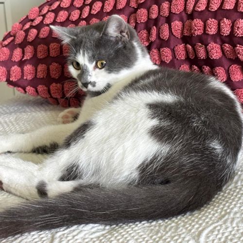 #BE2513639 - Flora, chat à adopter à Leuze-en-Hainaut - AnimalWeb Belg #BE2513639 - Flora, chat à adopter à Leuze-en-Hainaut - AnimalWeb Belg