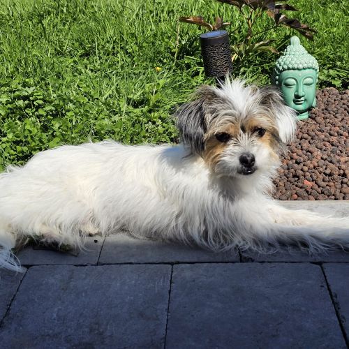 #BE2513642 - Joy, chien perdu à Welkenraedt - AnimalWeb Belgique #BE2513642 - Joy, chien perdu à Welkenraedt - AnimalWeb Belgique