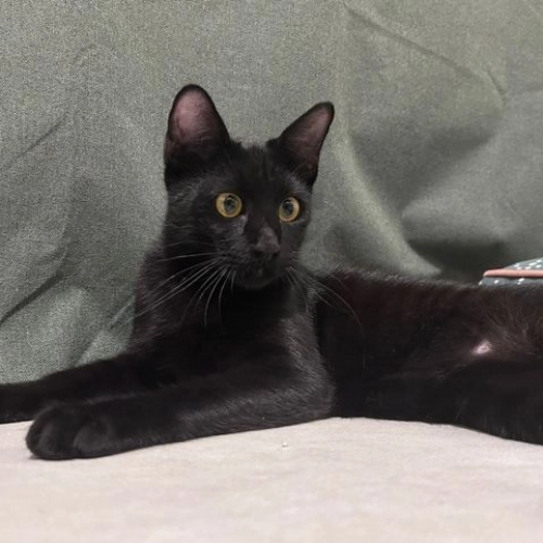 #BE2513643 - Chats à adopter à Anhée - AnimalWeb Belgique #BE2513643 - Chats à adopter à Anhée - AnimalWeb Belgique