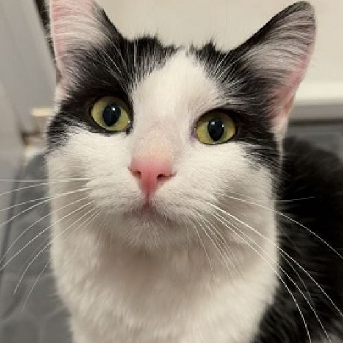 #BE2513649 - Nicki, chat perdu à Dour - AnimalWeb Belgique #BE2513649 - Nicki, chat perdu à Dour - AnimalWeb Belgique