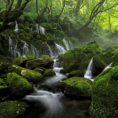 Cours d'eau dans une forêt Cours d'eau dans une forêt