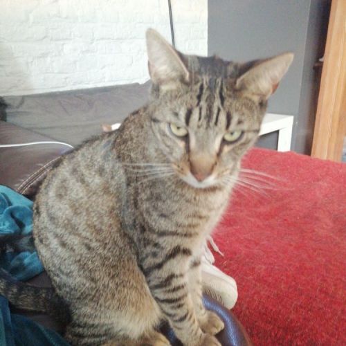 #BE2513659 - Nacho, chat perdu à Mons - AnimalWeb Belgique #BE2513659 - Nacho, chat perdu à Mons - AnimalWeb Belgique