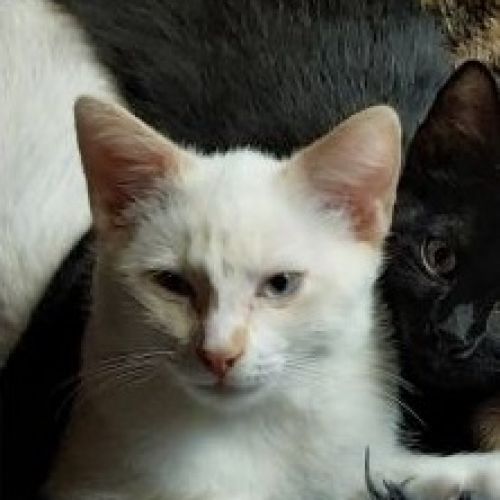 Chat perdu à Sclessin 4000 liège Chat perdu à Sclessin 4000 liège