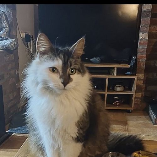 #BE2513661 - Maya, chat perdu à Remicourt - AnimalWeb Belgique #BE2513661 - Maya, chat perdu à Remicourt - AnimalWeb Belgique
