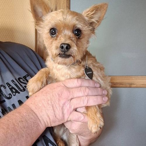 #BE2513662 - Adoptez Lola à Wiers – AnimalWeb #BE2513662 - Adoptez Lola à Wiers – AnimalWeb