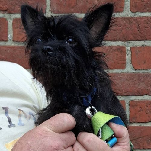 #BE2513663 - Adoptez Princesse, un chien croisé à Wiers – AnimalWeb #BE2513663 - Adoptez Princesse, un chien croisé à Wiers – AnimalWeb