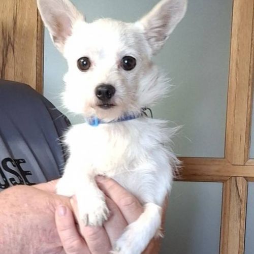 #BE2513664 - Adoptez Gribouille, un chien croisé à Wiers – AnimalWeb #BE2513664 - Adoptez Gribouille, un chien croisé à Wiers – AnimalWeb