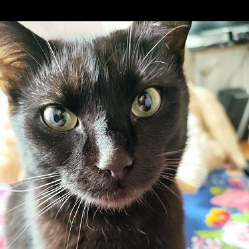 #BE2513667 - Coco, chat perdu à Molenbeek-Saint-Jean - AnimalWeb Belgi #BE2513667 - Coco, chat perdu à Molenbeek-Saint-Jean - AnimalWeb Belgi