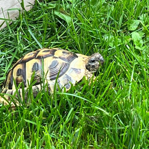 #BE2513670 - Ankylou, tortue perdue à Verviers - AnimalWeb Belgique #BE2513670 - Ankylou, tortue perdue à Verviers - AnimalWeb Belgique