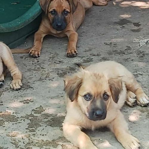 #BE2513671 - Chico, chien croisé à adopter – AnimalWeb Belgique #BE2513671 - Chico, chien croisé à adopter – AnimalWeb Belgique