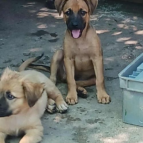#BE2513672 - Harpo, chien croisé à adopter – AnimalWeb Belgique #BE2513672 - Harpo, chien croisé à adopter – AnimalWeb Belgique