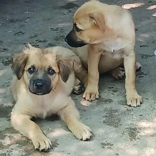 #BE2513673 - Zeppo, chien croisé à adopter – AnimalWeb Belgique #BE2513673 - Zeppo, chien croisé à adopter – AnimalWeb Belgique