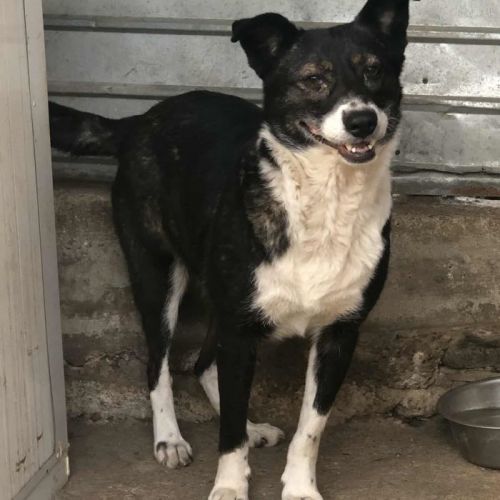 #BE2513675 - Providia, chien croisé à adopter – AnimalWeb Belgique #BE2513675 - Providia, chien croisé à adopter – AnimalWeb Belgique