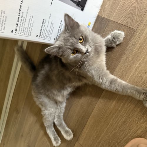 #BE2513676 - Chat trouvé à Saint-Josse-ten-Noode - AnimalWeb Belgique #BE2513676 - Chat trouvé à Saint-Josse-ten-Noode - AnimalWeb Belgique