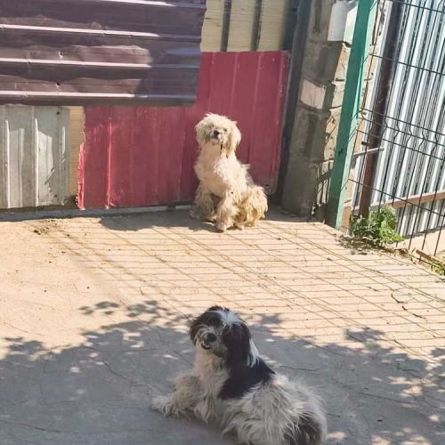 #BE2513678 - Lilou, chien croisé à adopter – AnimalWeb Belgique #BE2513678 - Lilou, chien croisé à adopter – AnimalWeb Belgique