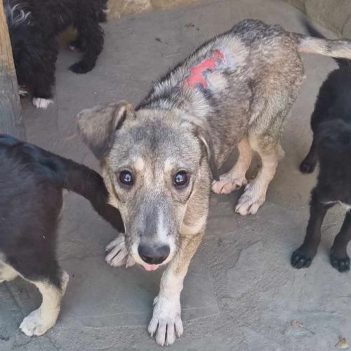 #BE2513679 - Choupette, chien croisé à adopter – AnimalWeb Belgique #BE2513679 - Choupette, chien croisé à adopter – AnimalWeb Belgique