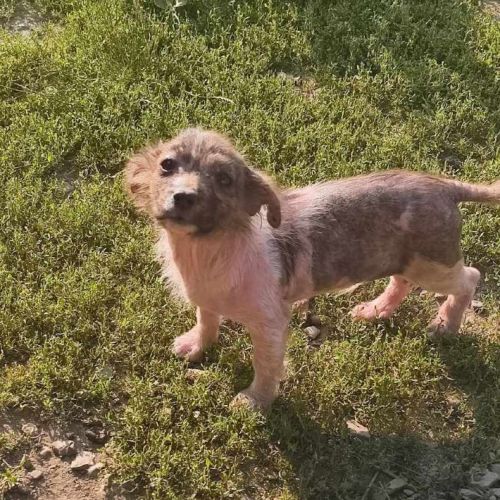 #BE2513680 - Leo, chien croisé à adopter – AnimalWeb Belgique #BE2513680 - Leo, chien croisé à adopter – AnimalWeb Belgique