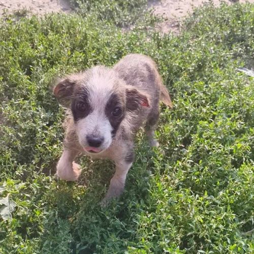 #BE2513681 - Luna, chien croisé à adopter – AnimalWeb Belgique #BE2513681 - Luna, chien croisé à adopter – AnimalWeb Belgique