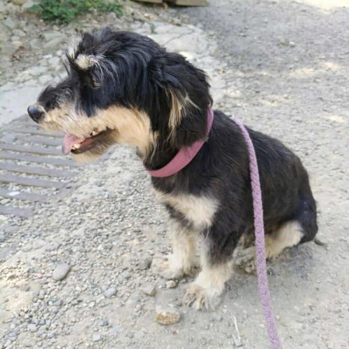 #BE2513682 - Fetita, chien croisé à adopter – AnimalWeb Belgique #BE2513682 - Fetita, chien croisé à adopter – AnimalWeb Belgique