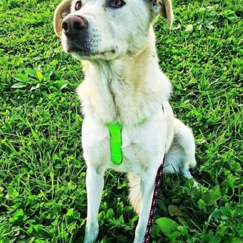 #BE2513683 - Lina, chien croisé à adopter – AnimalWeb #BE2513683 - Lina, chien croisé à adopter – AnimalWeb