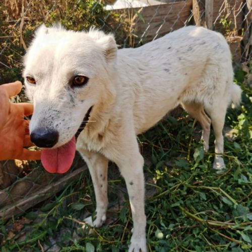 #BE2513684 - Alma, chien croisé à adopter – AnimalWeb #BE2513684 - Alma, chien croisé à adopter – AnimalWeb