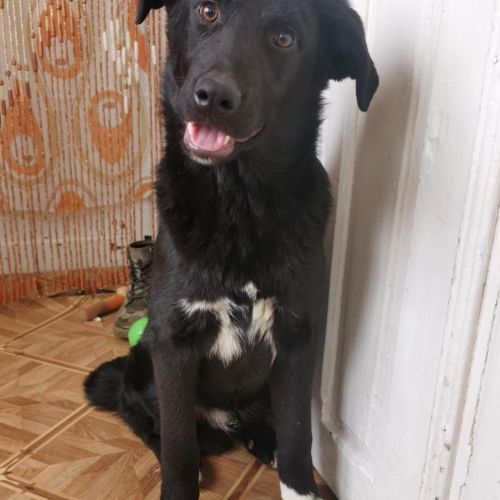 #BE2513685 - Adam, chien croisé à adopter – AnimalWeb #BE2513685 - Adam, chien croisé à adopter – AnimalWeb