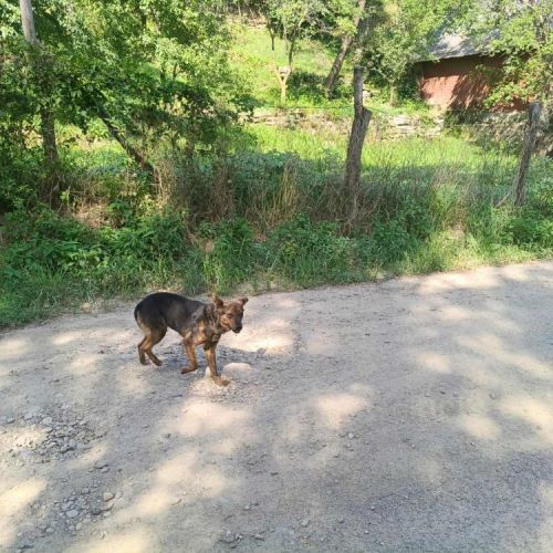#BE2513687 - Dheera, chien croisé à adopter – AnimalWeb Belgique #BE2513687 - Dheera, chien croisé à adopter – AnimalWeb Belgique