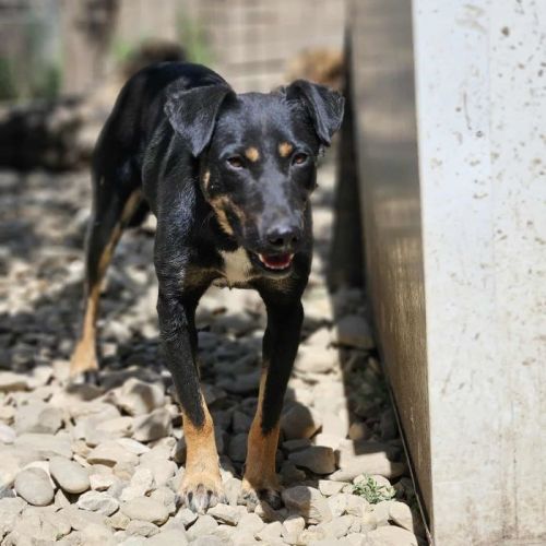 #BE2513688 - Georginia, chien croisé à adopter – AnimalWeb Belgique #BE2513688 - Georginia, chien croisé à adopter – AnimalWeb Belgique