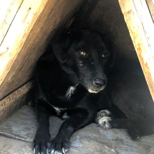 #BE2513689 - Dana, chien croisé à adopter – AnimalWeb Belgique #BE2513689 - Dana, chien croisé à adopter – AnimalWeb Belgique
