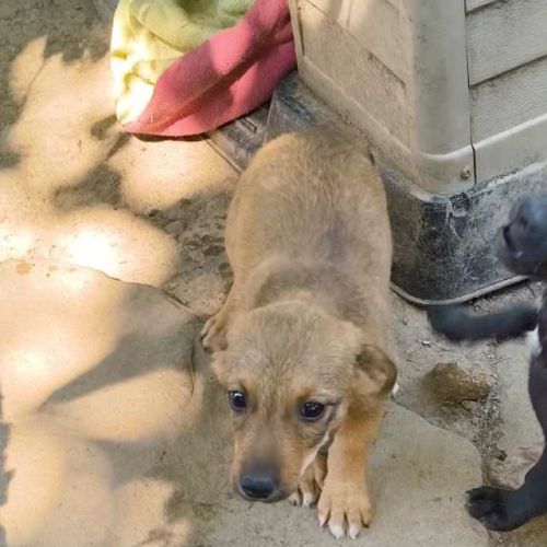 #BE2513690 - Josie, chien croisé à adopter – AnimalWeb Belgique #BE2513690 - Josie, chien croisé à adopter – AnimalWeb Belgique