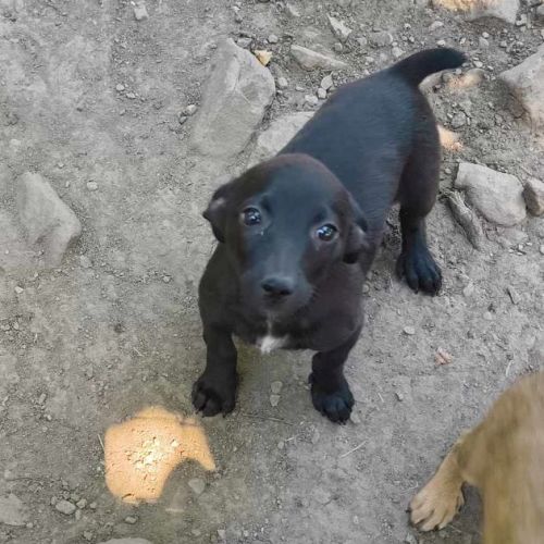 #BE2513691 - Lizzie, chien croisé à adopter – AnimalWeb Belgique #BE2513691 - Lizzie, chien croisé à adopter – AnimalWeb Belgique