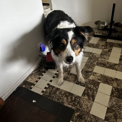 #BE2513692 - Chien trouvé à Grâce-Hollogne - AnimalWeb Belgique