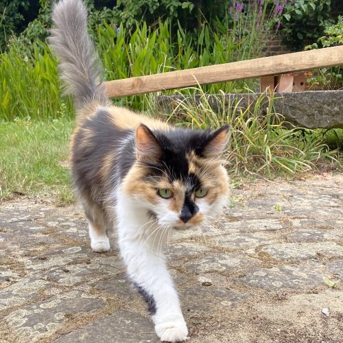#BE2513693 - Puce, chat à adopter à Corroy-le-Château - AnimalWeb Belg #BE2513693 - Puce, chat à adopter à Corroy-le-Château - AnimalWeb Belg