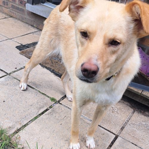 #BE2513694 - Millbrook, chien croisé à adopter – AnimalWeb Belgique #BE2513694 - Millbrook, chien croisé à adopter – AnimalWeb Belgique