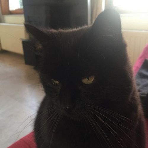 #BE2513696 - Zorro, chat perdu à Hanzinne - AnimalWeb Belgique #BE2513696 - Zorro, chat perdu à Hanzinne - AnimalWeb Belgique