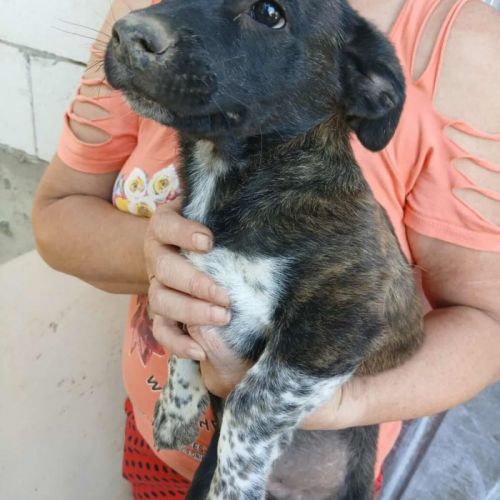 #BE2513698 - Shane, chien croisé à adopter – AnimalWeb Belgique #BE2513698 - Shane, chien croisé à adopter – AnimalWeb Belgique