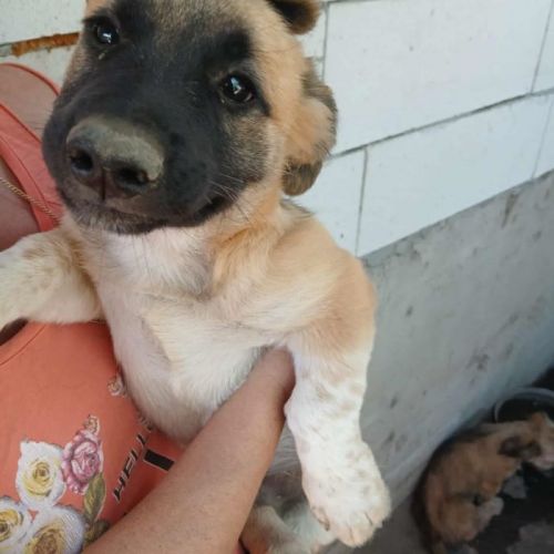 #BE2513699 - Nate, chien croisé à adopter – AnimalWeb Belgique #BE2513699 - Nate, chien croisé à adopter – AnimalWeb Belgique